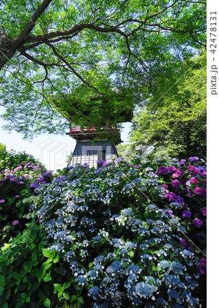 6月　熊谷09あじさい寺能護寺 42478131