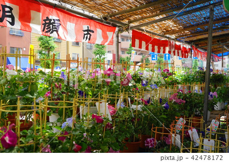 7月 入谷03朝顔市・入谷朝顔まつり 7月 入谷03朝顔市・入谷朝顔まつり 42478172