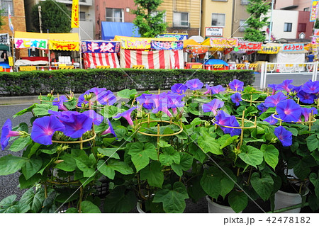 7月　入谷13朝顔市･入谷朝顔まつり 42478182