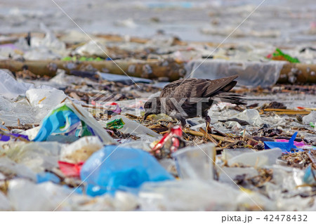 Dove with garbage. Dove with garbage. 42478432