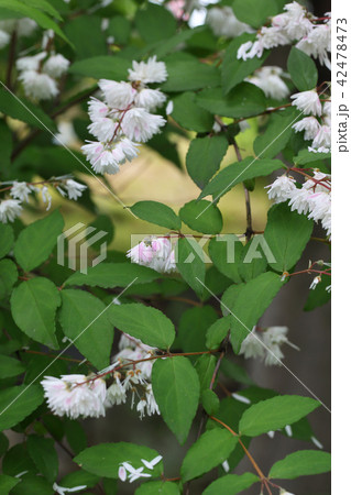 サラサウツギの花の蕾 サラサウツギの花の蕾 42478473