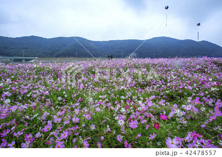 コスモス 慶南 河東郡 42478557
