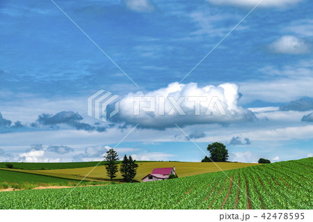 美しい北海道の丘のある畑 42478595