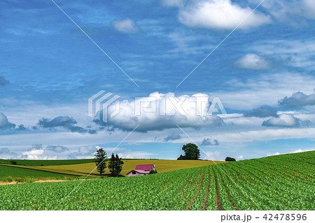 美しい北海道の丘のある畑 42478596