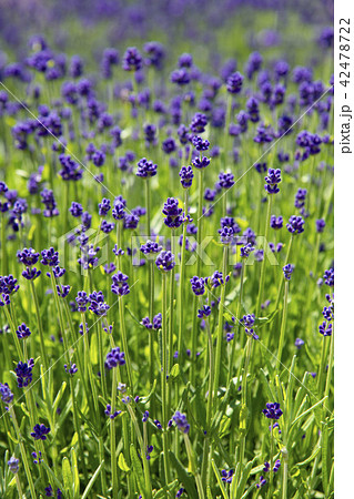 北海道富良野で咲くラベンダーの花 北海道富良野で咲くラベンダーの花 42478722