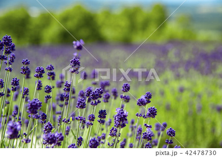北海道富良野で咲くラベンダーの花 42478730