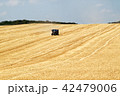 Ripe wheat field and blue sky with clouds 42479006