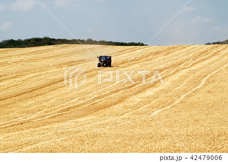 Ripe wheat field and blue sky with clouds Ripe wheat field and blue sky with clouds 42479006