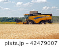 Combine harvester working on a wheat field 42479007