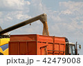 Combine harvester load wheat in the truck 42479008