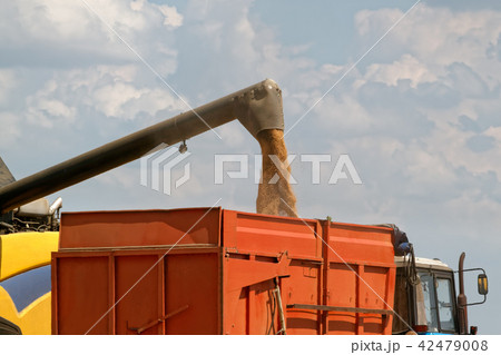 Combine harvester load wheat in the truck Combine harvester load wheat in the truck 42479008