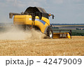 Combine harvester working on a wheat field 42479009