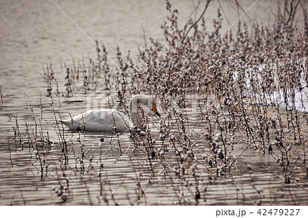 福島県大池の白鳥 福島県大池の白鳥 42479227