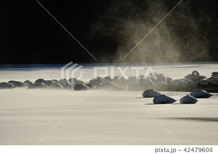 福島県大池の白鳥 42479608