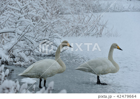 福島県大池の白鳥 42479664