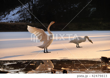 福島県大池の白鳥 福島県大池の白鳥 42479813