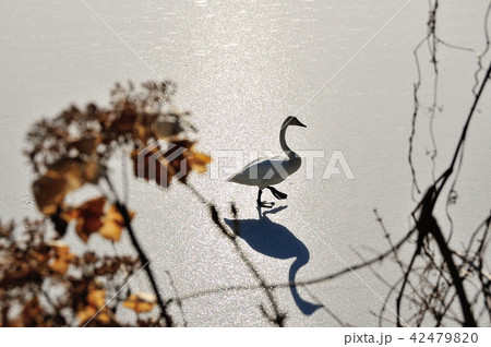 福島県大池の白鳥 福島県大池の白鳥 42479820