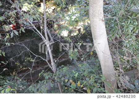 犀ヶ淵古戦場 42480230