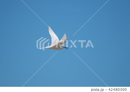 餌を運ぶエリグロアジサシ 42480300