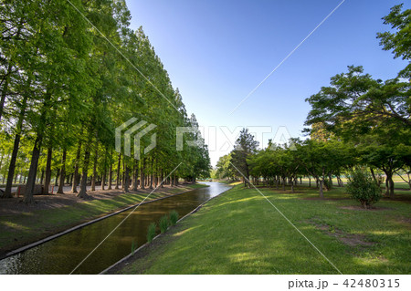 メタセコイア並木　緑のエコイメージ　 42480315