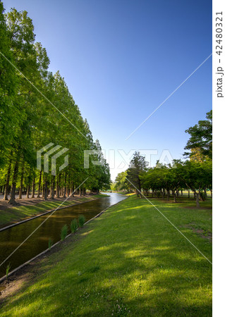 メタセコイア並木　緑のエコイメージ　 42480321