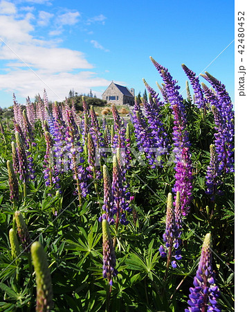 テカポ　ルピナス 42480452