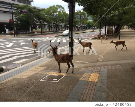 シカの横断 42480455