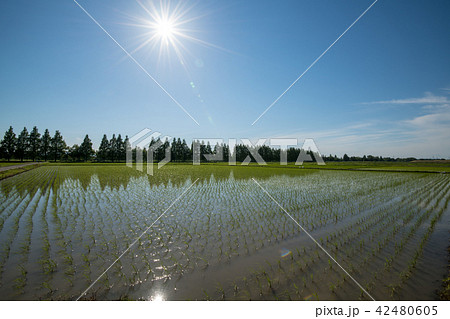 田植　早苗 42480605