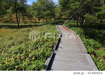秋の大阿原湿原(おおあはらしつげん)東側の木道入口 42480820