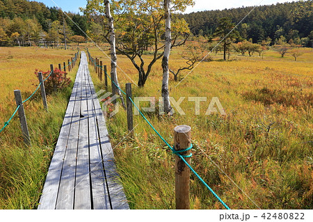 秋の大阿原湿原(おおあはらしつげん)西側の中間地点の木道 42480822