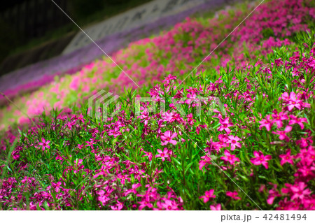 ヤマサ蒲鉾「芝桜の小道」「夜芝桜鑑賞会」（兵庫県姫路市ヤマサ蒲鉾工場）※作品コメント欄に撮影位置あり 42481494
