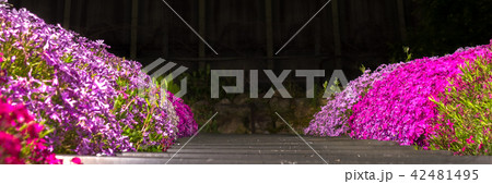 ヤマサ蒲鉾「芝桜の小道」「夜芝桜鑑賞会」（兵庫県姫路市ヤマサ蒲鉾工場）※作品コメント欄に撮影位置あり 42481495