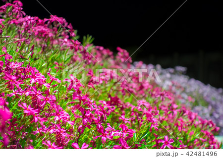 ヤマサ蒲鉾「芝桜の小道」「夜芝桜鑑賞会」（兵庫県姫路市ヤマサ蒲鉾工場）※作品コメント欄に撮影位置あり 42481496