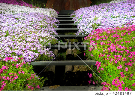 ヤマサ蒲鉾「芝桜の小道」「夜芝桜鑑賞会」(兵庫県姫路市ヤマサ蒲鉾工場)※作品コメント欄に撮影位置あり ヤマサ蒲鉾「芝桜の小道」「夜芝桜鑑賞会」(兵庫県姫路市ヤマサ蒲鉾工場)※作品コメント欄に撮影位置あり 42481497