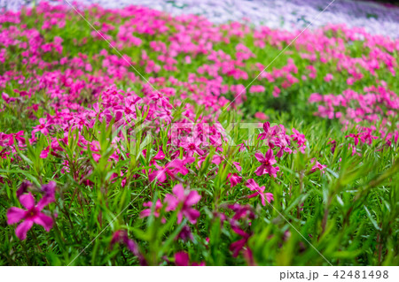 ヤマサ蒲鉾「芝桜の小道」「夜芝桜鑑賞会」（兵庫県姫路市ヤマサ蒲鉾工場）※作品コメント欄に撮影位置あり 42481498