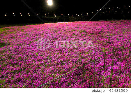 ヤマサ蒲鉾「芝桜の小道」「夜芝桜鑑賞会」（兵庫県姫路市ヤマサ蒲鉾工場）※作品コメント欄に撮影位置あり 42481599
