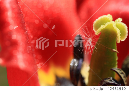 たんぽぽ262 42481910