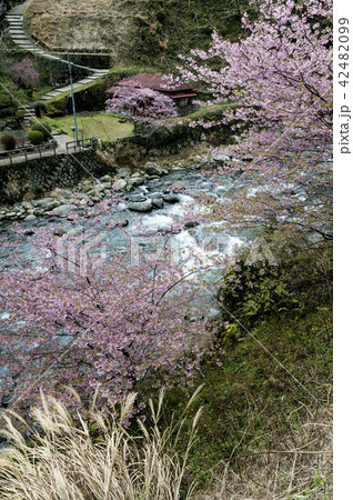河津川とカワズザクラ 河津川とカワズザクラ 42482099