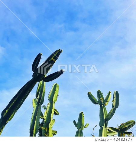 サボテンと空 サボテンと空 42482377