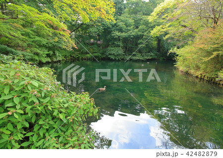長野県軽井沢町の雲場池 42482879
