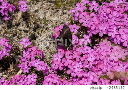 ミヤマカラスアゲハ ミヤマカラスアゲハ 42483132
