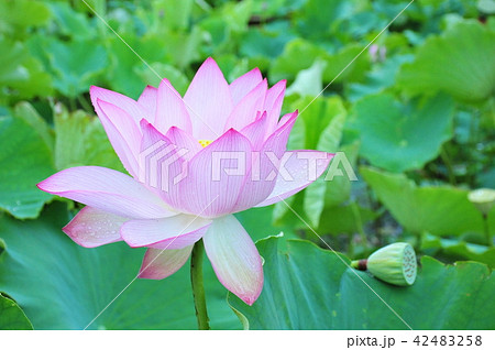 蓮華一輪 古代ハス 開花した蓮 ピンクの蓮 蓮の花 蓮一輪 蓮華一輪 古代ハス 開花した蓮 ピンクの蓮 蓮の花 蓮一輪 42483258