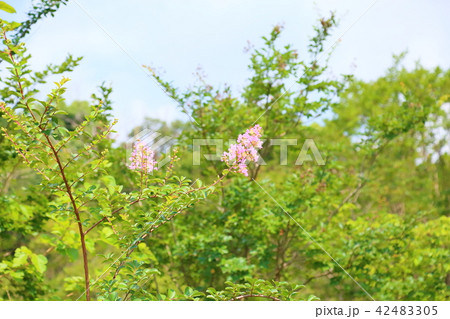 夏の公園　サルスベリの花 42483305