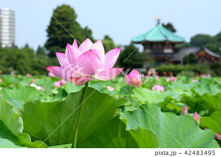 不忍池の蓮の花と不忍池弁天堂 42483495