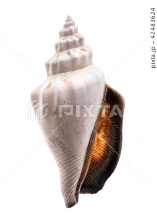 Sea shell on a white background Sea shell on a white background 42483624