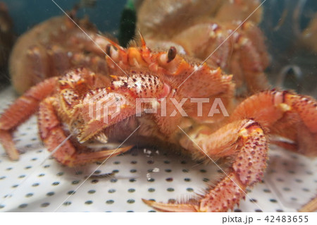 毛がに 42483655