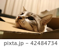 すっかりダンボール箱が気に入った猫 42484734