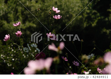 鳥取　四季の散歩　秋　コスモス 42484911