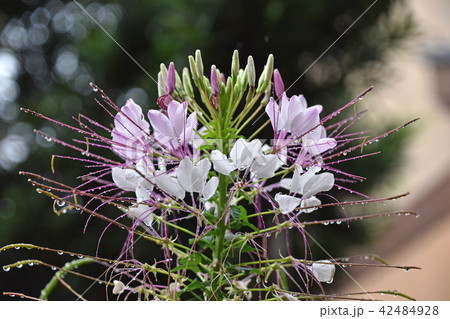雨の中のクレオメの花 42484928