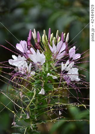 雨の中のクレオメの花の写真素材